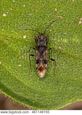 Adult Dirt-colored Seed Bug Of The Tribe Myodochini