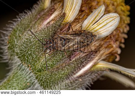 Adult Seed Bug Of The Family Lygaeidae