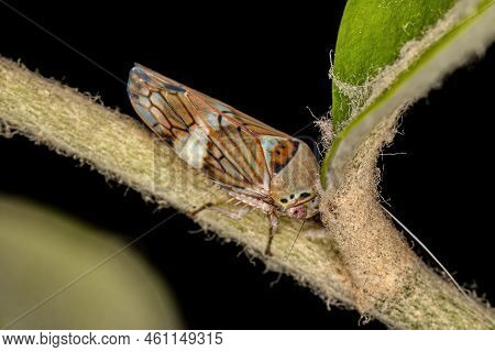 Small Typical Leafhopper Of The Tribe Gyponini