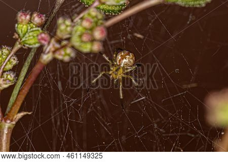 Small Male Cobweb Spider Of The Family Theridiidae