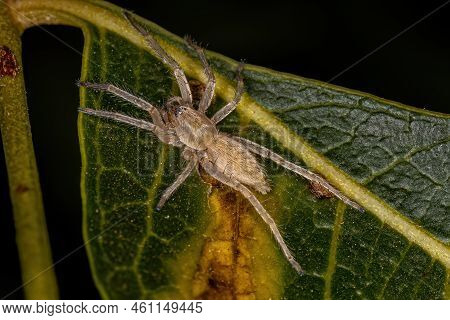 Small Ghost Spider Of The Family Anyphaenidae