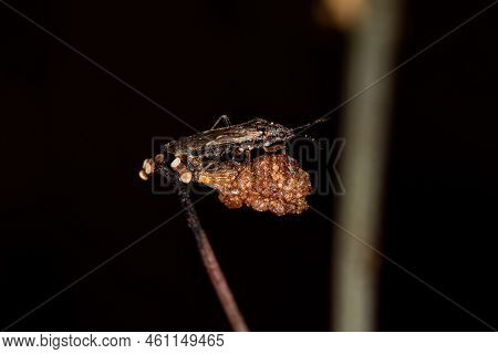 Adult Seed Bug Of The Family Lygaeidae