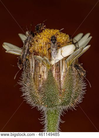 Adult Seed Bug Of The Family Lygaeidae