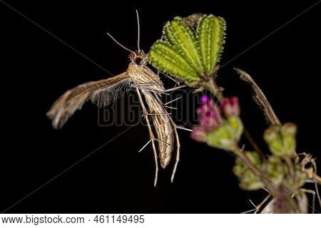Adult Plume Moth Of The Family Pterophoridae