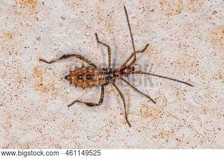 Leaf-footed Bug Nymph Of The Tribe Anisoscelini