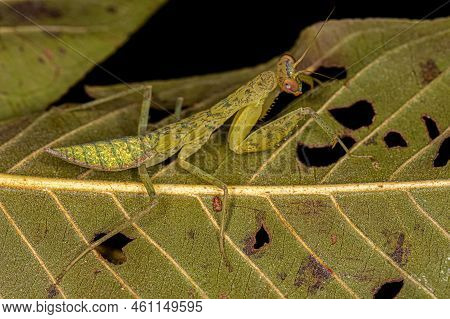 Green Photinaid Mantis Nymph Of The Tribe Photinaini