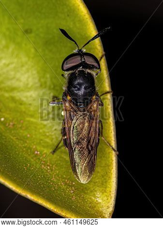 Small Adult Soldier Fly Of The Genus Hoplitimyia