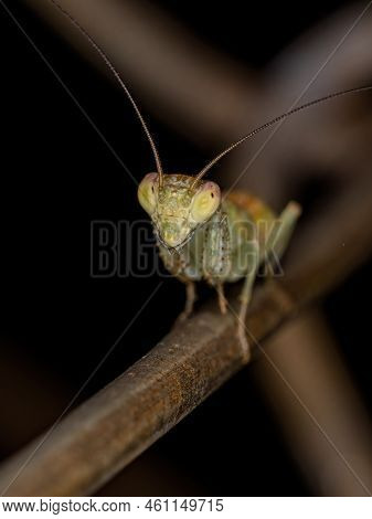 Acontistid Mantis Nymph Of The Genus Metaphotina