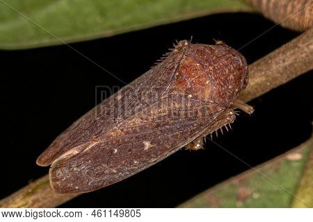 Small Typical Leafhopper Of The Tribe Gyponini