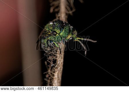 Adult Cuckoo Wasp Of The Family Chrysididae