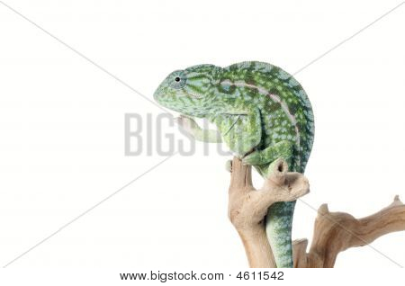 地毯变色龙挥舞着