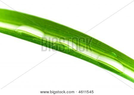 Een Lucky Bamboo blad met waterdruppels