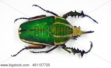 Big Green African Flower Beetle Mecynorhina Torquata Close Up Isolated On White. Cetoniidae. Collect
