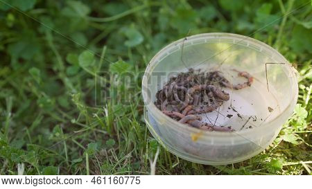 Earthworms For Fishing. Red Worms In Compost.