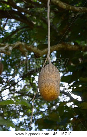 Salsiccia albero frutta