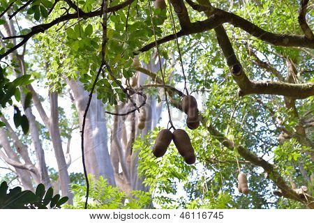 Albero di salsiccia