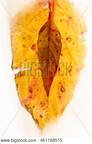 Frozen Tropical Leaves Delicate Patterns And Unusual Textured Still Life