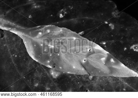 Frozen Tropical Leaves Delicate Patterns And Unusual Textured Still Life