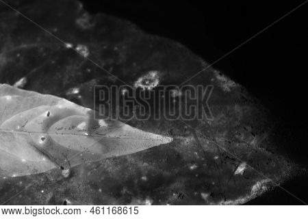 Frozen Tropical Leaves Delicate Patterns And Unusual Textured Still Life