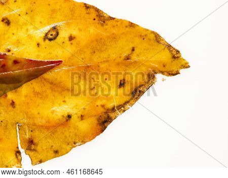 Frozen Tropical Leaves Delicate Patterns And Unusual Textured Still Life