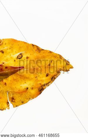 Frozen Tropical Leaves Delicate Patterns And Unusual Textured Still Life