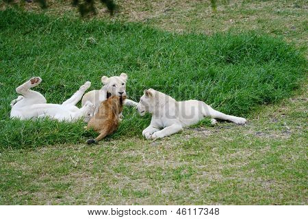 Lions