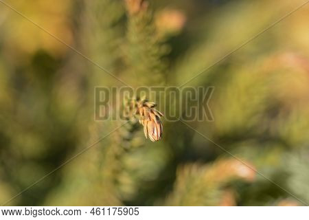 Japanese Cedar Dinger Branch In The Spring
