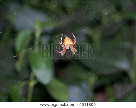 Kočka tvář Spider