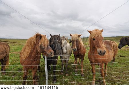 The Icelandic Horse.