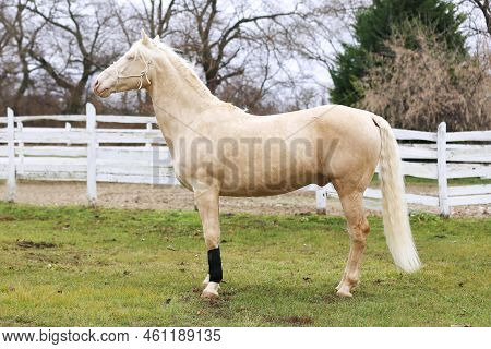 Beautiful Purebred Cremello Stallion Horse Jump Against White Colored Corral Fence