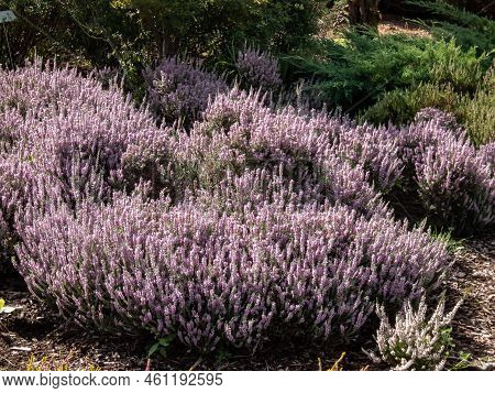 Macro Of Calluna Vulgaris 'silver Cloud' With Bright Silvery-grey Foliage Flowering With Spikes Of P