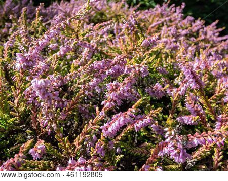 Macro Of Calluna Vulgaris 'dart's Flamboyant' With Bronze-yellow Foliage Flowering With Mauve Flower