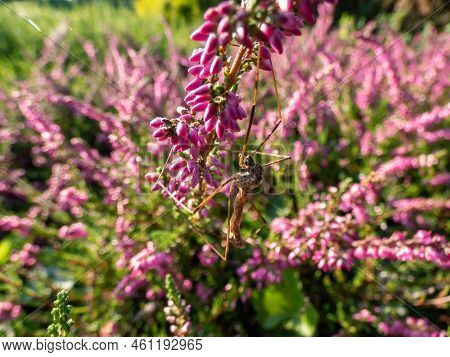Macro Of Beautiful Reddish - Purple Flowers Of Calluna Vulgaris 'carmen' In Bright Sunlight In Autum