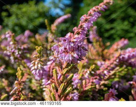 Macro Of Calluna Vulgaris 'dart's Flamboyant' With Bronze-yellow Foliage Flowering With Mauve Flower