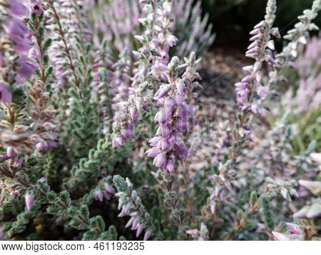 Macro Of Calluna Vulgaris 'grizabella' With Pale Grey Foliage Flowering With Lavender Coloured Flowe