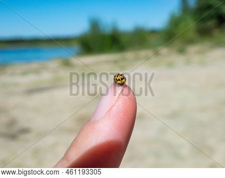 Macro Shot Of The Yellow 22-spot Ladybird (psyllobora Vigintiduopunctata Or Thea Vigintiduopunctata)