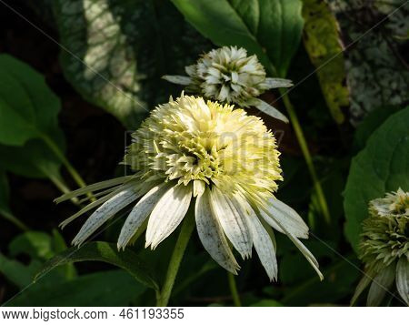 Close-up Shot Of The Coneflower Echinacea Purpurea 'coconut Lime' Flowering With White, Fully Double