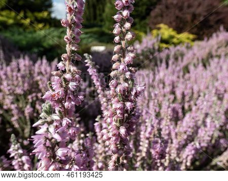 Macro Of Calluna Vulgaris 'silver Cloud' With Bright Silvery-grey Foliage Flowering With Spikes Of P
