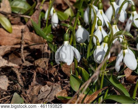 Close-up Of A Group Of Snowdrops (galanthus Fosteri) In Full Bloom Growing In Garden In Bright Sunli