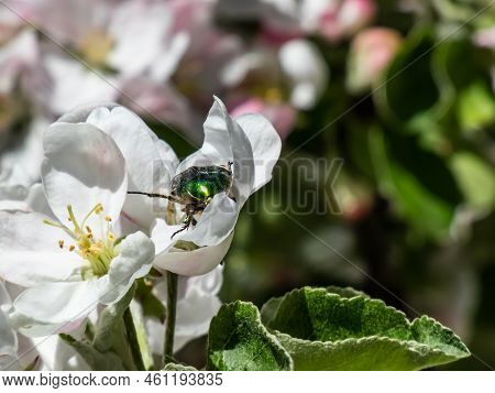 Macro Shot Of A Metallic Rose Chafer Or The Green Rose Chafer (cetonia Aurata) Crawling On A White A