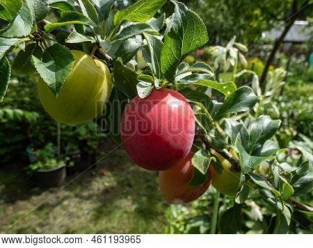 Closeup Shot Of Big, Ripe And Unripe Pink And Green Plums (prunus Domestica) On The Branches Of The 