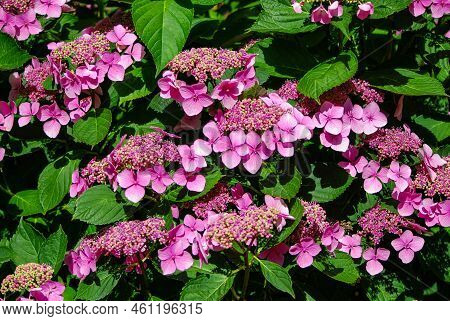 Pink Hydrangea Serrata Blooms In The Park. Garden Flower. Summer.