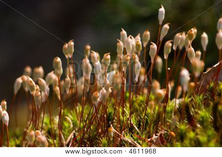 Polytrichum - Haircap Moss
