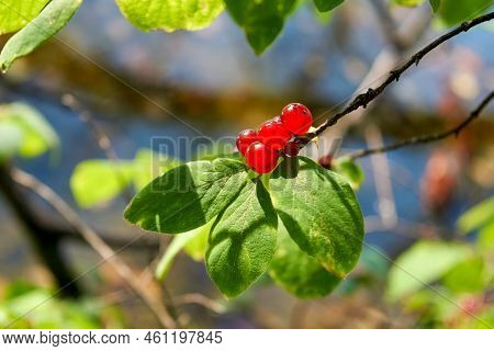Poisonous Fly Agaric Fruits Lonicera Xylosteum Fly Honeysuckle Honeysuckle Branch With Red Berries