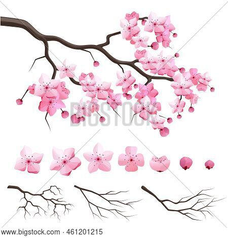Vector Japan Sakura Cherry Branch With Blooming Flowers. Design Constructor With Blooming Cherry Bra
