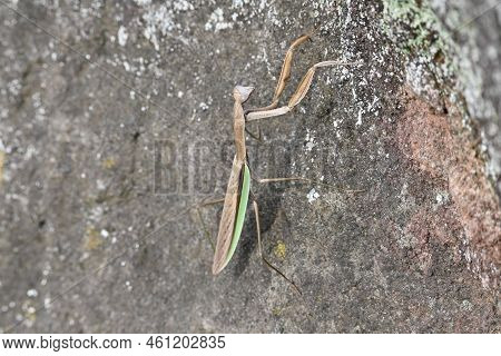 Female Arrow-winged Mantis ( Tenodera Angustipennis ) Brown Type. Mantidae Insect. Males Are 65 To 8