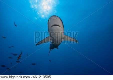 Ventral View Of A Silvertip Shark Swimming In The Blue