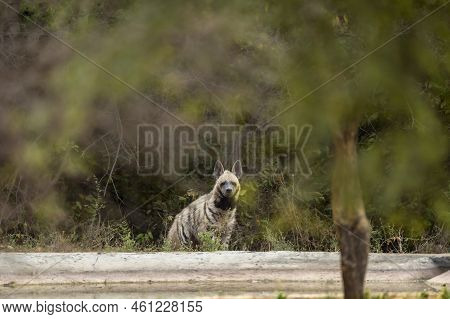 Wild Striped Hyena Head On With Eye Contact Near Waterhole In Natural Green Background During Outdoo
