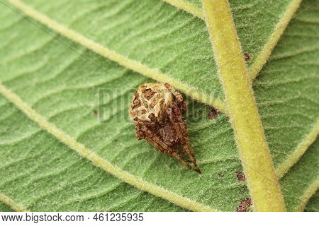 Brown Legged Spider Neoscona Vigilans Close-up Macro