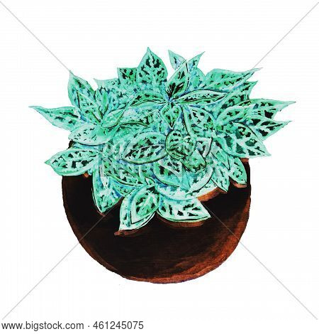 Hypoestes Is A Potted Indoor Plant With Bright Red And Green Petals With Streaks And A Pattern